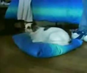 Брюнетка секс порно видео бесплатно показывает член своего парня